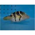 VALENTINE PUFFER